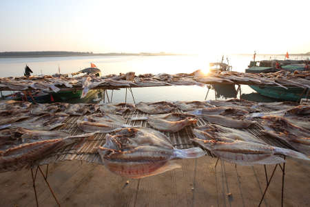 Sun drying the fishesの写真素材