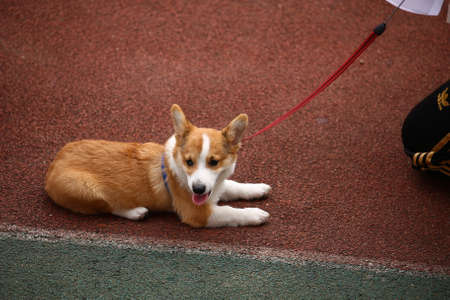 The pet dog showのeditorial素材