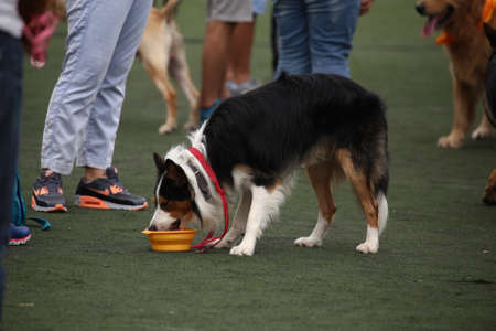 The pet dog showのeditorial素材