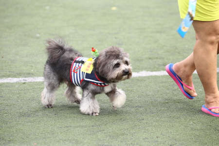 The pet dog showのeditorial素材