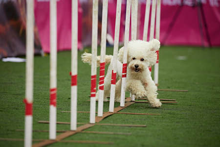 The VIP dog crossing the snake barの写真素材