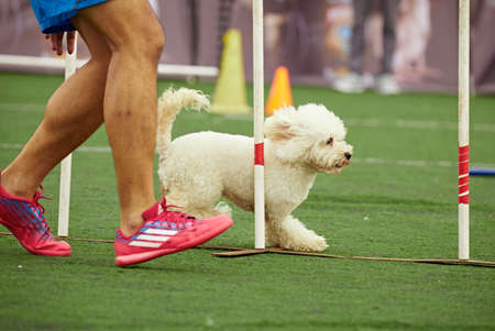 Dog agilityのeditorial素材