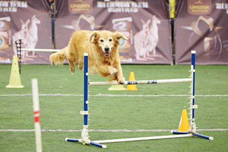 Dog agilityのeditorial素材