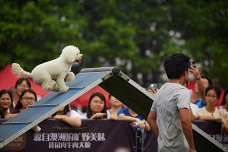 Dog agility