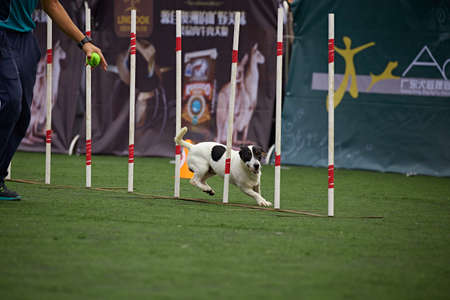 Dog agilityのeditorial素材