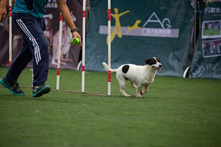 Dog agilityのeditorial素材