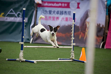 Dog agilityのeditorial素材