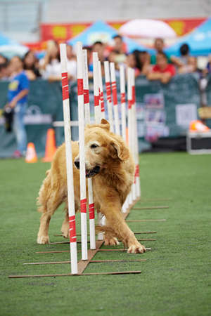 Dog agilityのeditorial素材