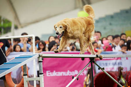 Dog agilityのeditorial素材