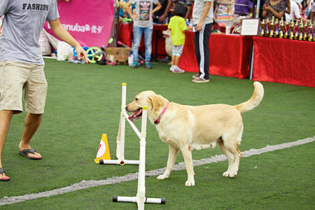 Dog agilityのeditorial素材