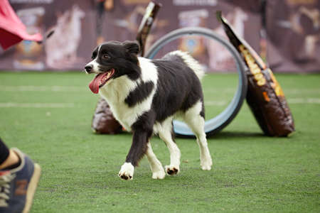 Dog agilityのeditorial素材