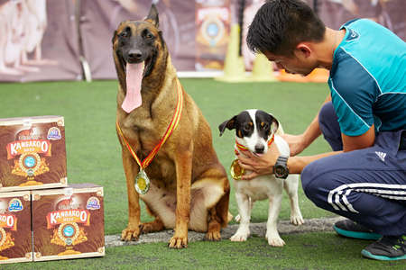 Dog agilityのeditorial素材