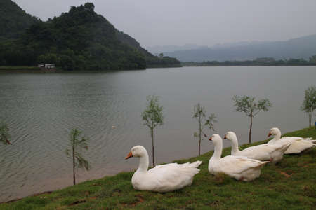 Swan Lake Swan Lake