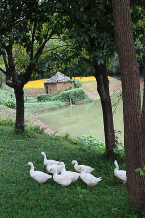 A flock of swansのeditorial素材