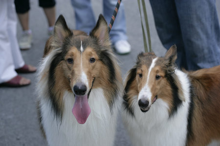 sheepdog