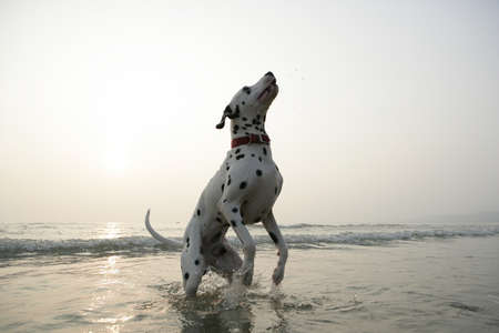 Spotted dog in sea waterの写真素材