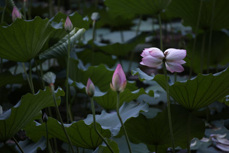 twin lotus flowers on one stalk