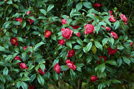 Camelliaの写真素材