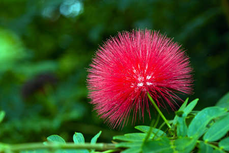 Albizia flowerの写真素材
