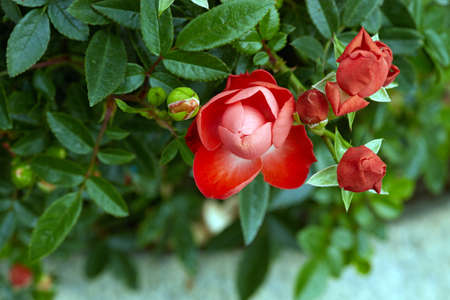 Chinese roseの写真素材