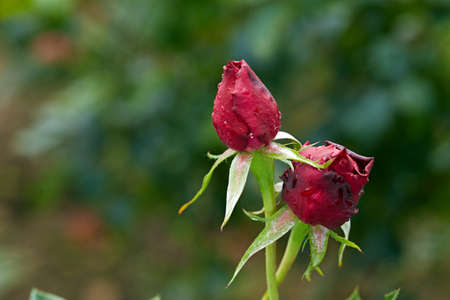 Companion roseの写真素材