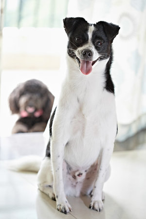 Close up view of a dog