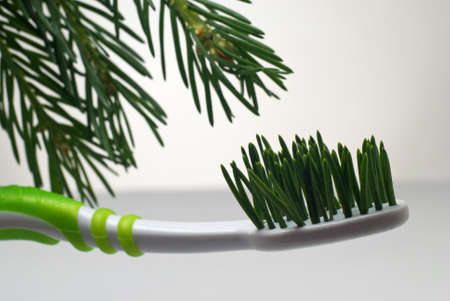 Toothbrush with bristle made from fir needles with fir branch in backgroundの写真素材