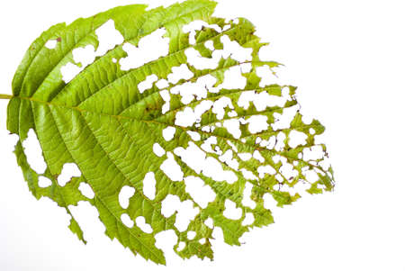 Eaten leaf isolated on whiteの写真素材