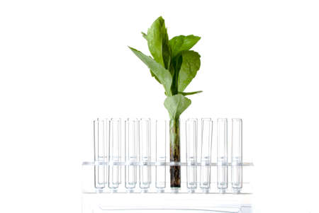 Rack with test tubes and plant isolated on whiteの写真素材