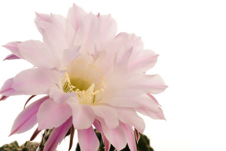 Cactus blossom isolated on whiteの写真素材