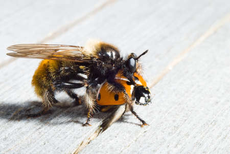 Close up of bee enfold ladybirdの写真素材