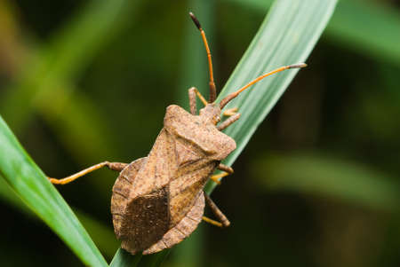 Close up of bug sitting on grassの写真素材