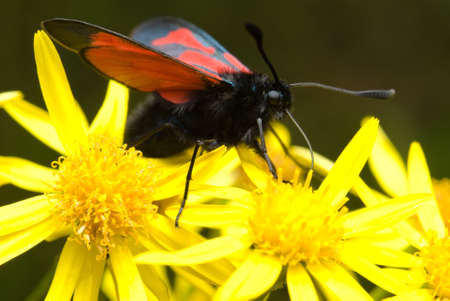 Butterfly sitting on flower and collecting nectarの写真素材