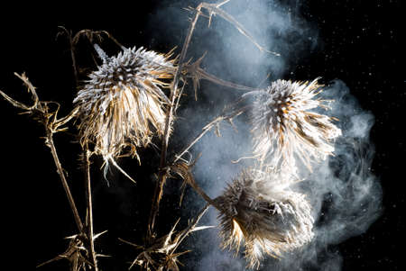 Frozen weathered weed flower  Smoke is due to very high cold の写真素材
