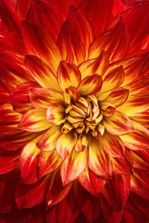 Beautiful Dahlia flower blossom close upの写真素材
