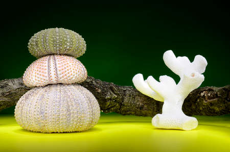 Still life with stacks of sea urchin shells and coralの写真素材