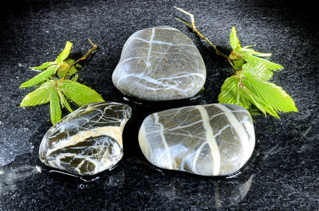 Wet pebble stones and branches with leaves