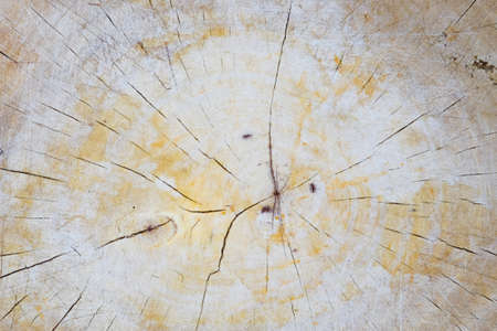 annual ringの写真素材