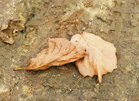 leavesの写真素材