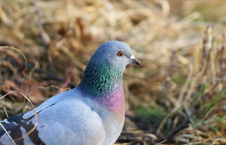pigeonの写真素材