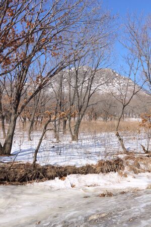 Mountain. Wood. Winter.の写真素材