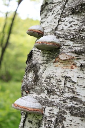 Mushrooms on  birch in summer wood.  Close-upの写真素材