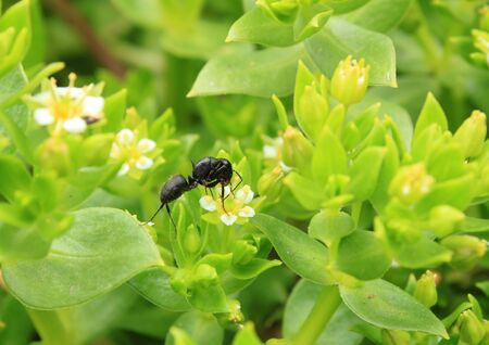 Black ant on blossoming Honckenya oblongifoliaの写真素材
