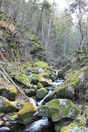 Stream proceeding among stones covered with  mossの写真素材
