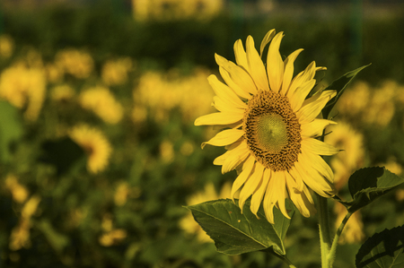 Sunflowerの写真素材