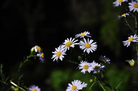wildflowerの写真素材
