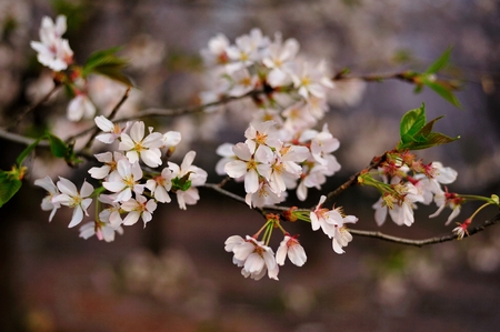 Guizhou Pingba, cherry, desktop, high-definition big pictureの写真素材