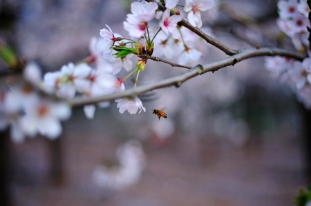 Guizhou Pingba cherryの写真素材