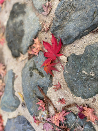 Red maple of Japan