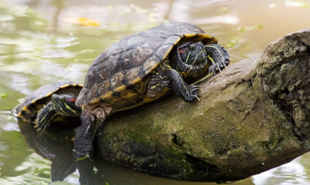 Turtle in Manila Zooの写真素材